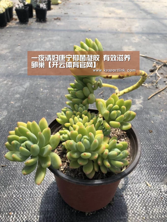 一夜清妇康宁抑菌凝胶 有效滋养卵巢【开云体育官网】(图1) 开云体育数据中心